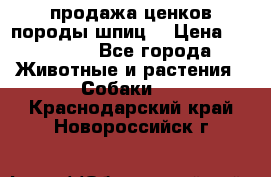 продажа ценков породы шпиц  › Цена ­ 35 000 - Все города Животные и растения » Собаки   . Краснодарский край,Новороссийск г.